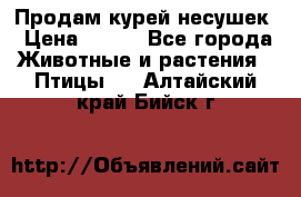 Продам курей несушек › Цена ­ 350 - Все города Животные и растения » Птицы   . Алтайский край,Бийск г.